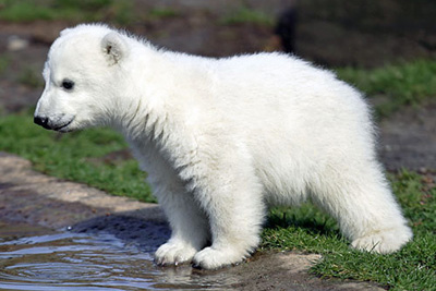  L'orsetto Knut 
