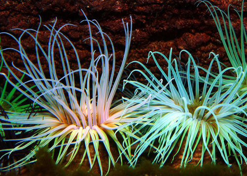  Anemoni di Mare 