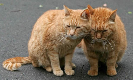  2 gatti 