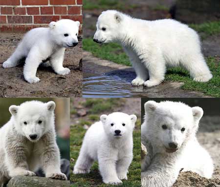  Orsetto Knut in pi foto 
