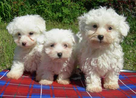  Puzzle tre cuccioli 