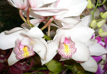  Orchidea Bianca 