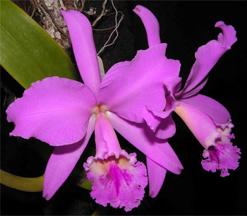  Orchidea Labiata 