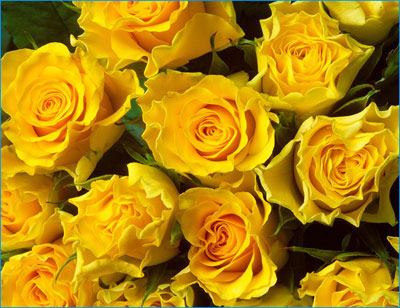  Rose Gialle 