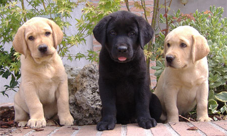  tre cuccioli 