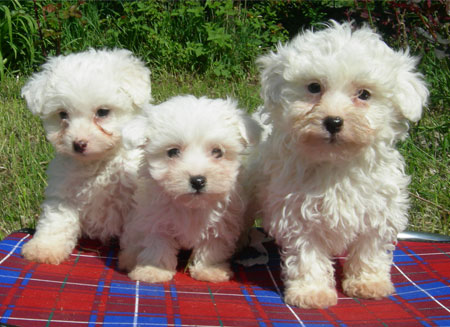  Tre cuccioli 