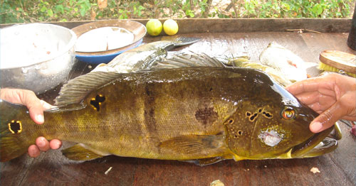  Tucunarè (Peacockbass) 